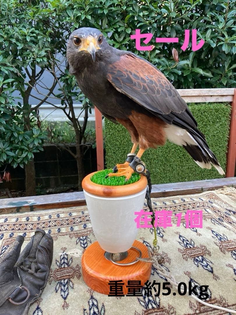 中型ファルコンブロック、猛禽パーチ（屋内用Mサイズ）