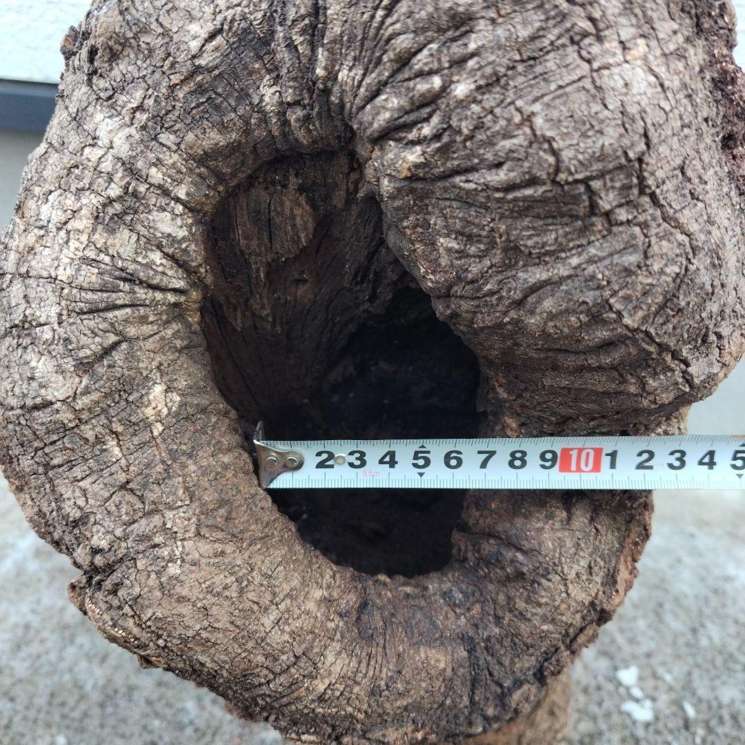 クヌギ　カブトムシ　クワガタ用