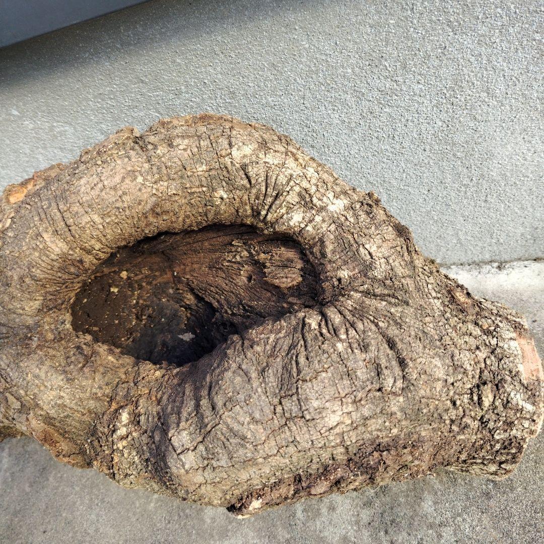 クヌギ　カブトムシ　クワガタ用