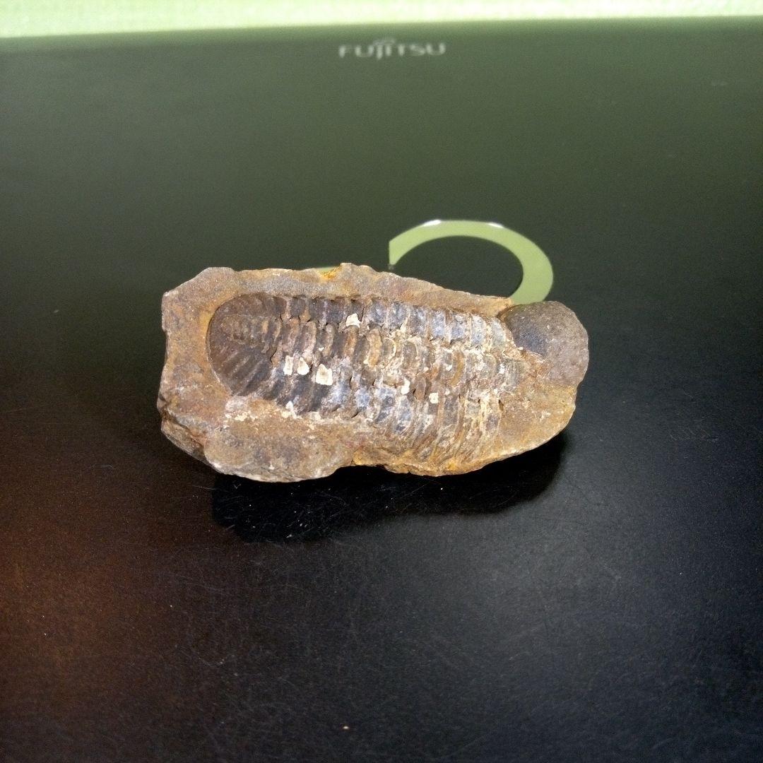 三葉虫　化石　fossil　ボリビア　trilobite　三葉虫綱　三葉虫管理⑤