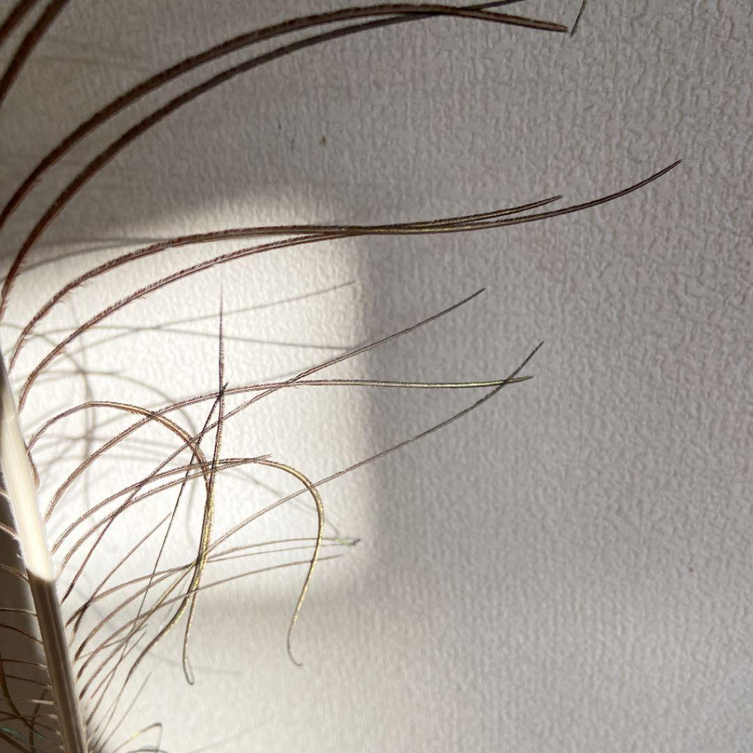 孔雀の羽