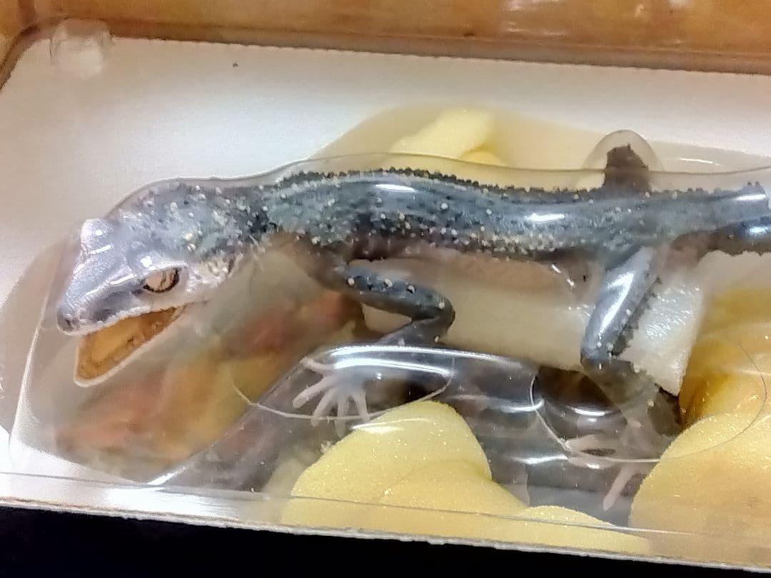 海洋堂　クロイワトカゲモドキ