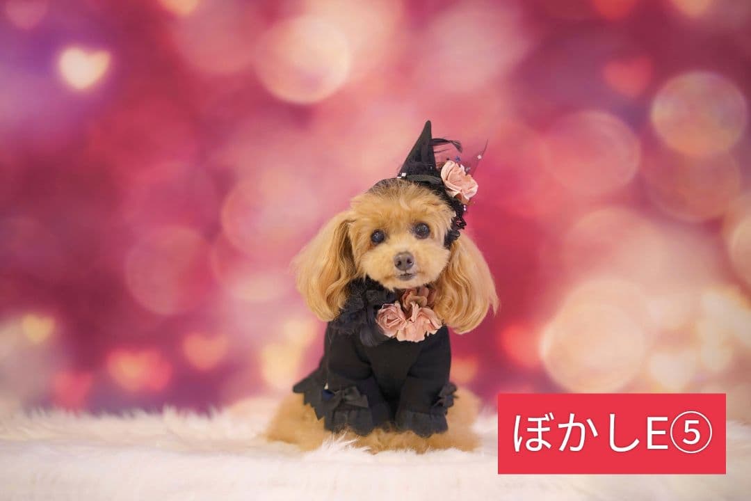 背景布【秋XB】サンプル　ペット撮影用ブース　パンパスグラス　ドライフラワー