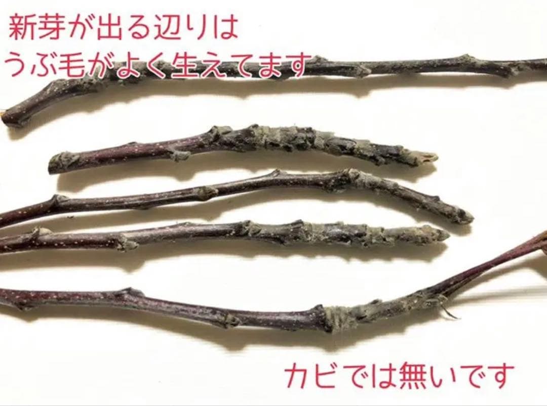 エマ様