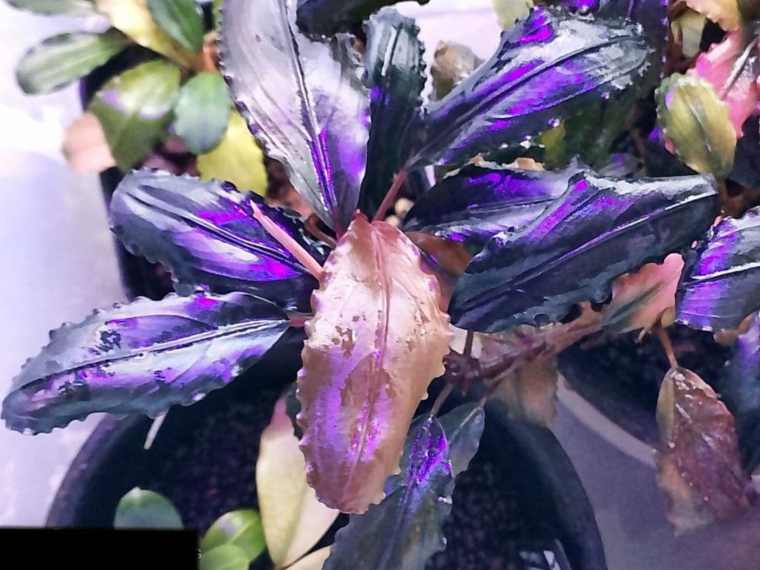 ブセファランドラ ルミナス パープル2 メラウィ Bucephalandra