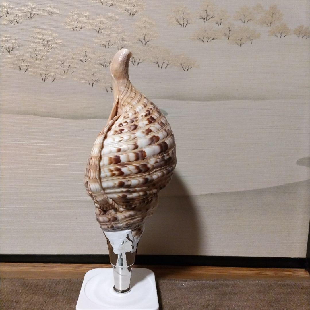 法螺貝　　④