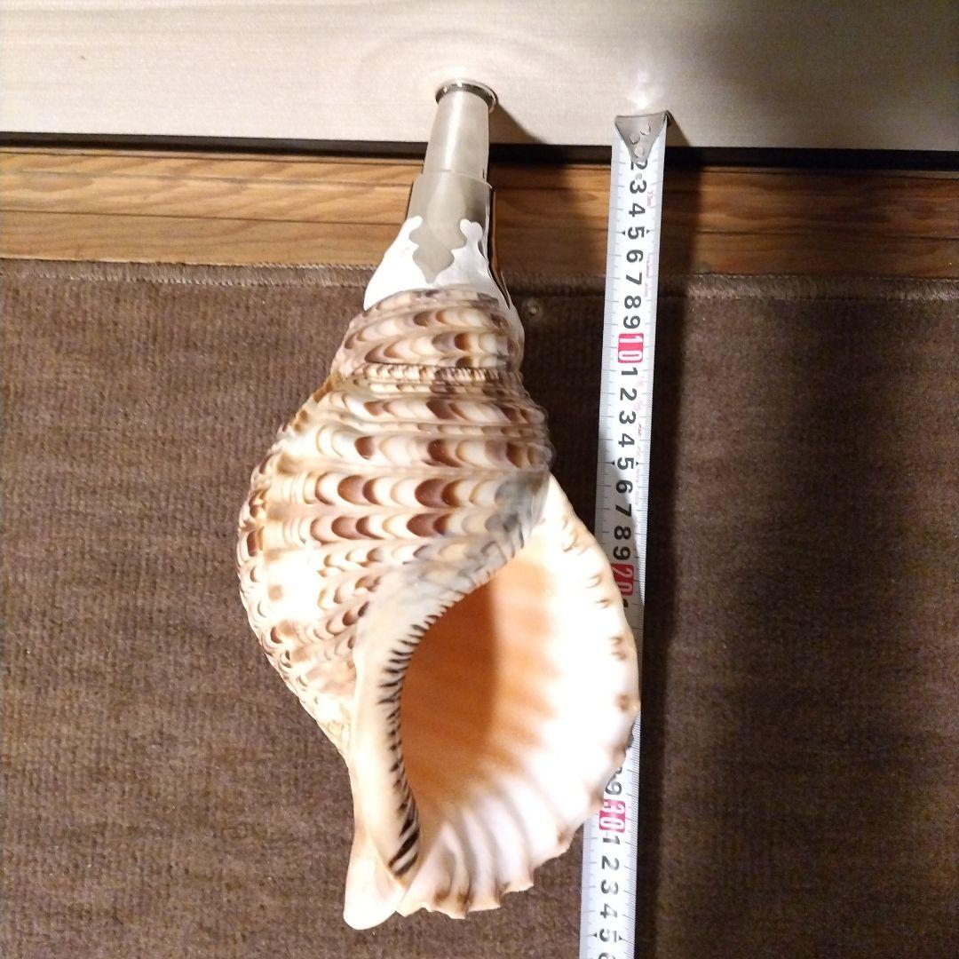 法螺貝　　④