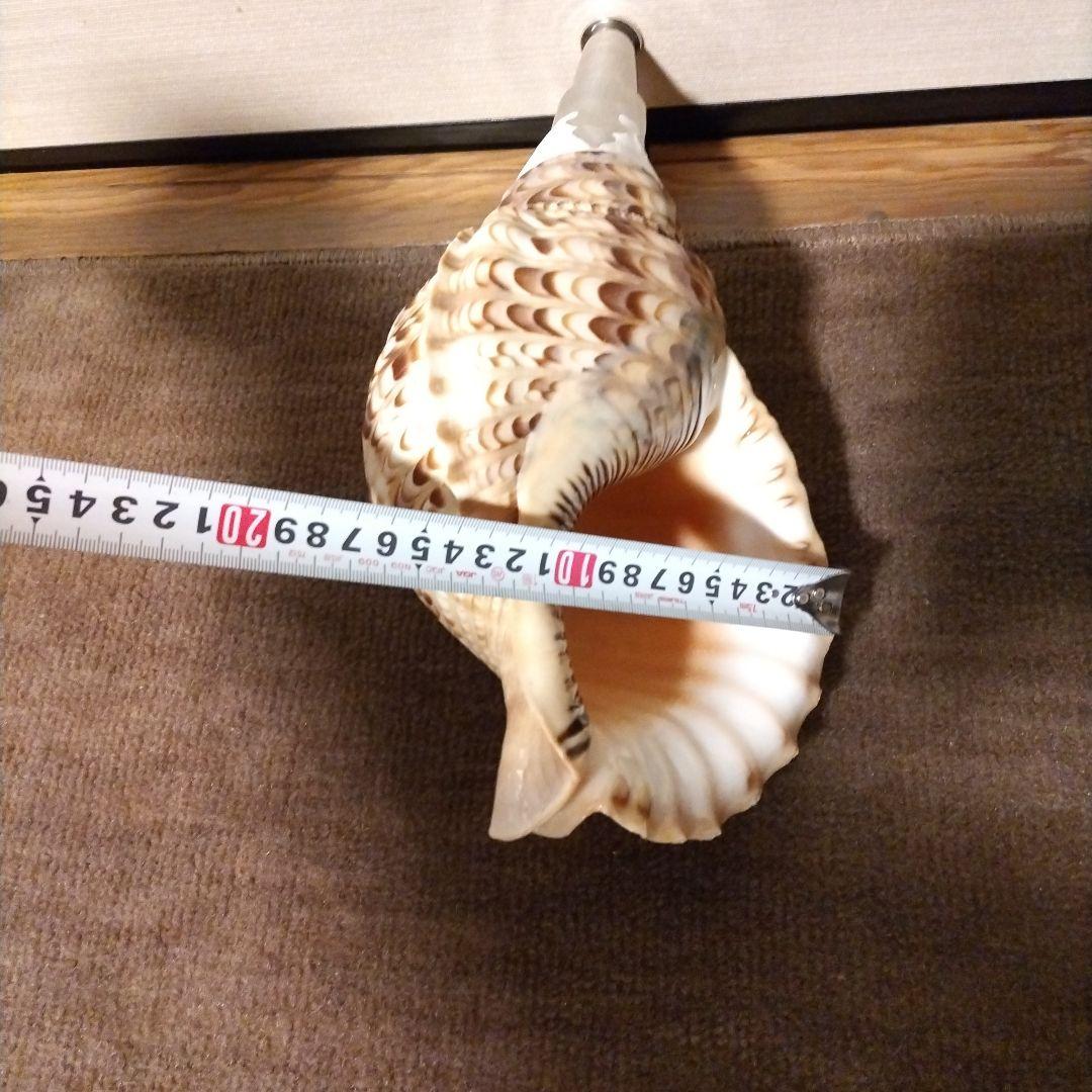 法螺貝　　④