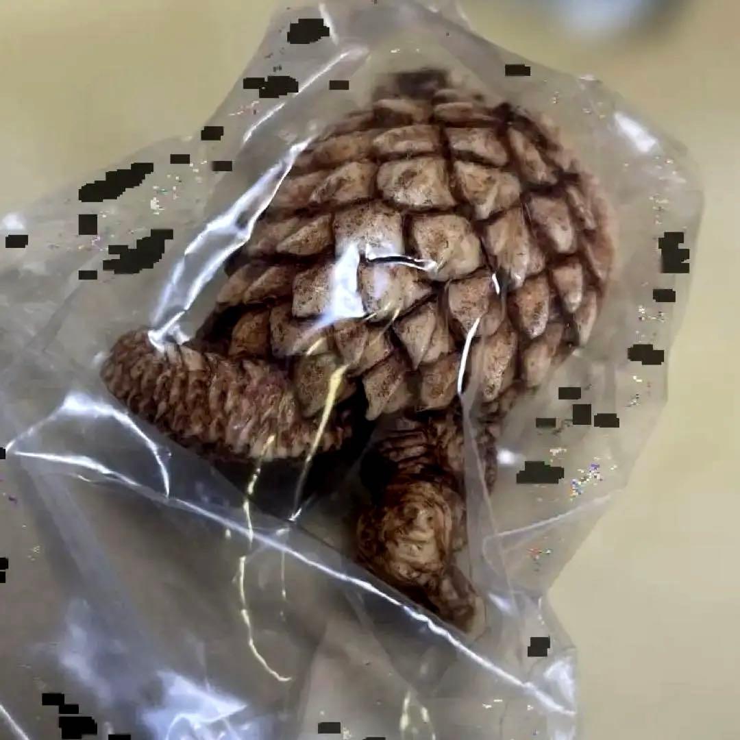 怪獣根付「ガメラ」
