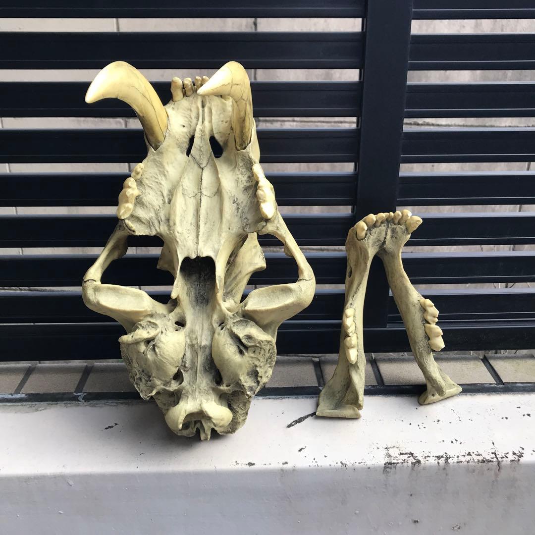 サーベルタイガー　スミロドン　頭骨　レプリカ　博物館級