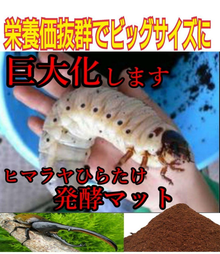 幼虫が丸々太ります！80リットル☆ヒマラヤひらたけ発酵カブトムシマット栄養価抜群