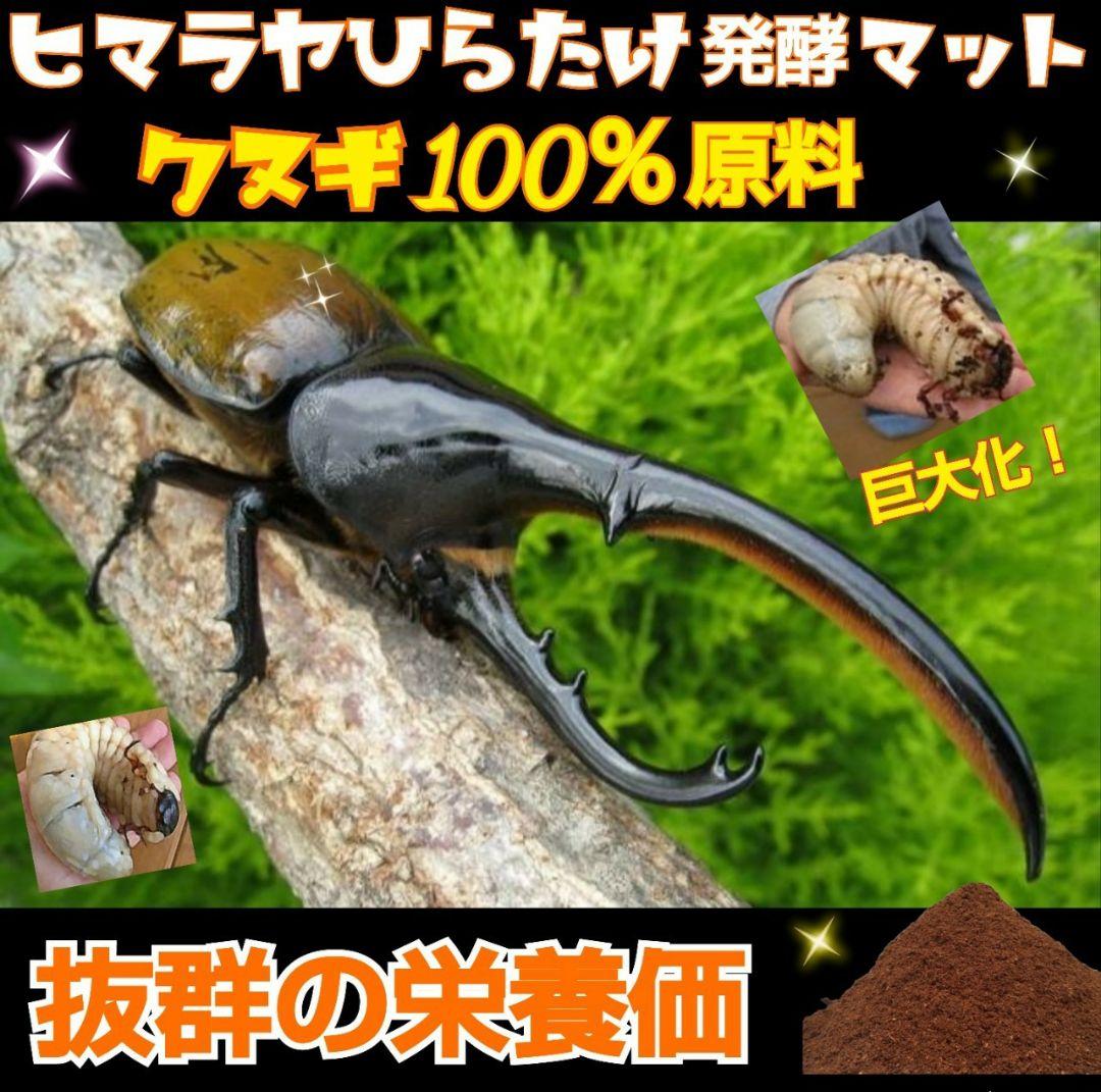 幼虫が丸々太ります！80リットル☆ヒマラヤひらたけ発酵カブトムシマット栄養価抜群
