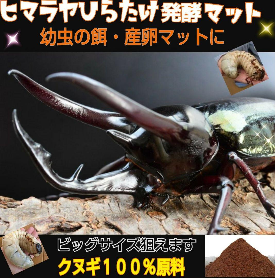 幼虫が丸々太ります！80リットル☆ヒマラヤひらたけ発酵カブトムシマット栄養価抜群