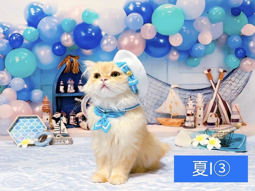 背景布【　ぼかしH　】サンプル　バレンタイン撮影用♪　トリミングチョーカー販売中