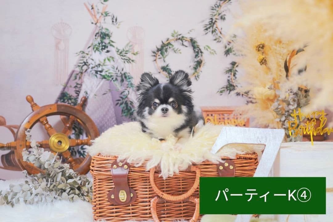 背景布【秋XA】サンプル80×120cm　ペット撮影用ブース　運動会　お月見