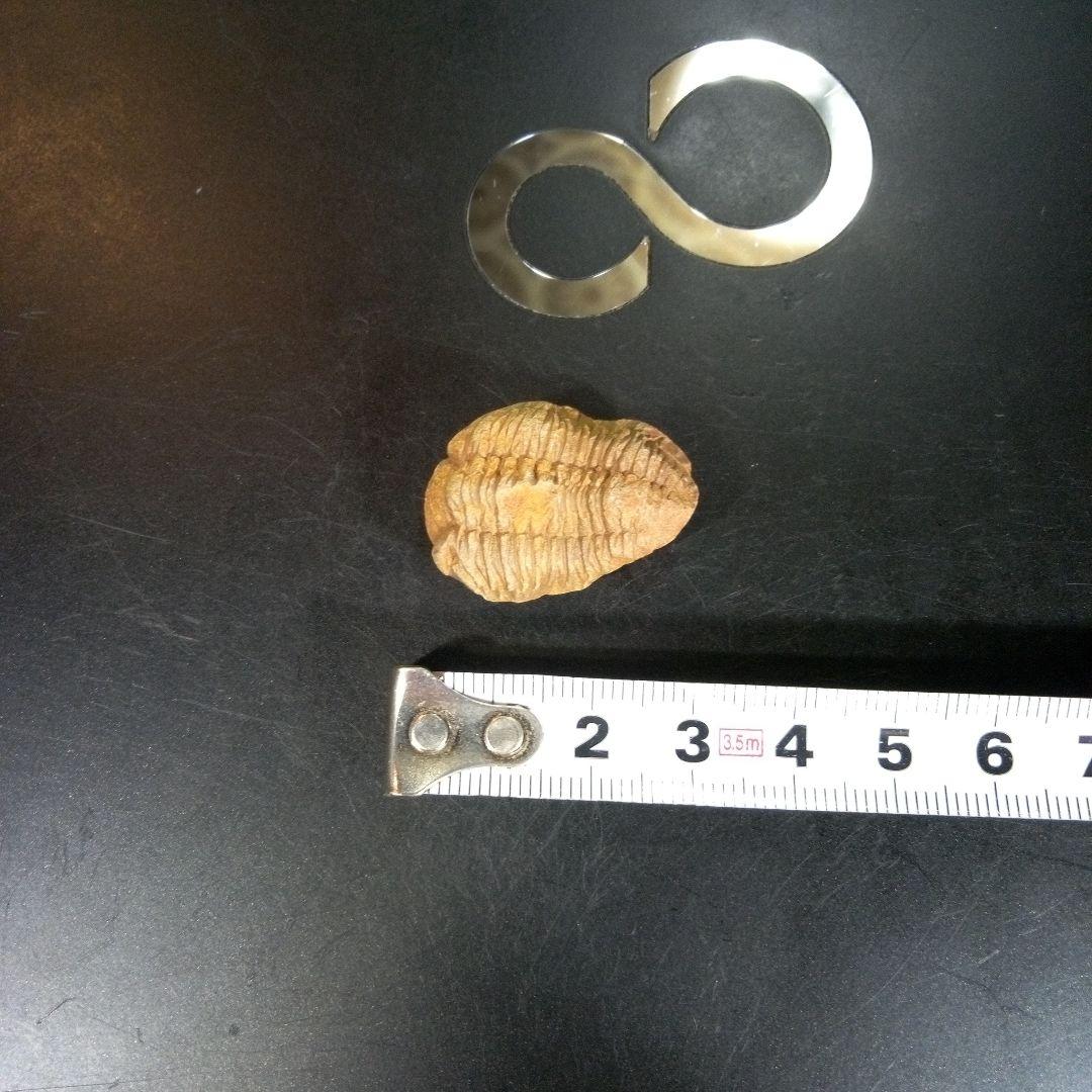 三葉虫　化石　fossil　海　ボリビア産　trilobite　海生動物網⑤