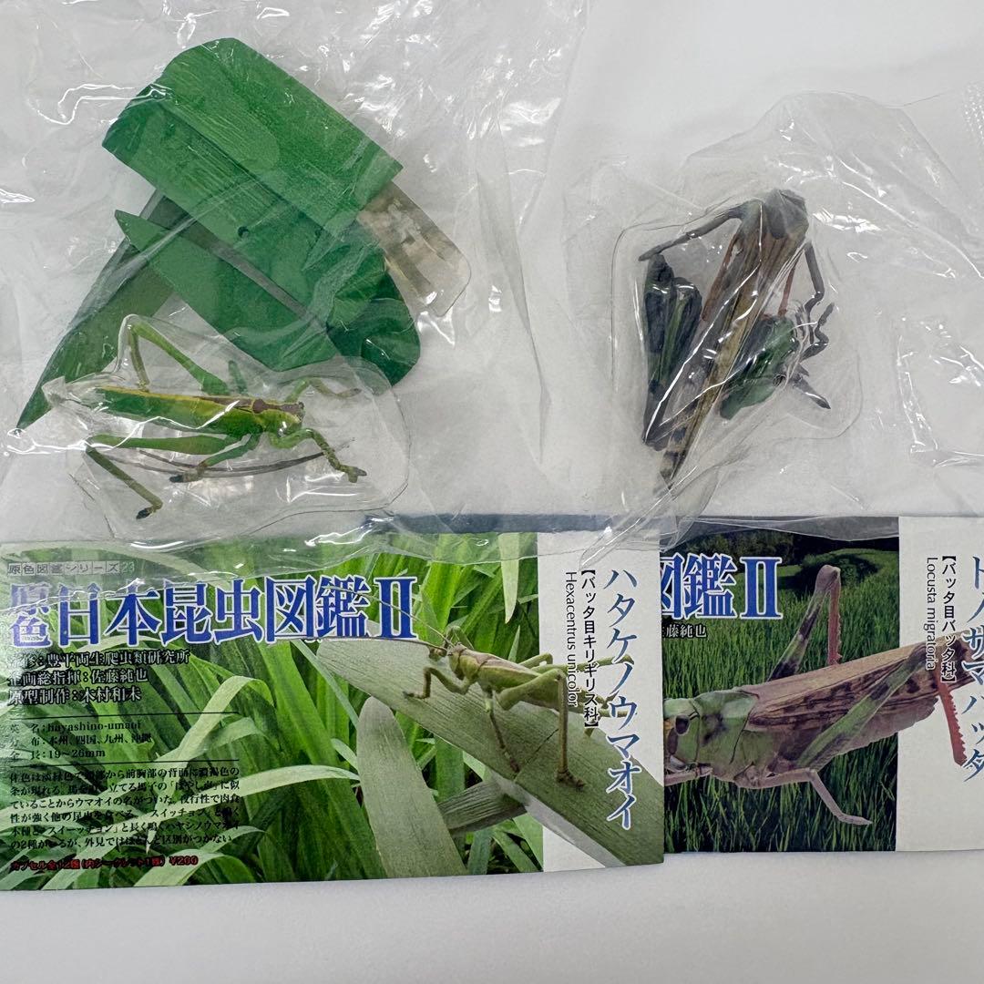 原色日本昆虫図鑑Ⅱ シークレット入りフルコン【未開封品】