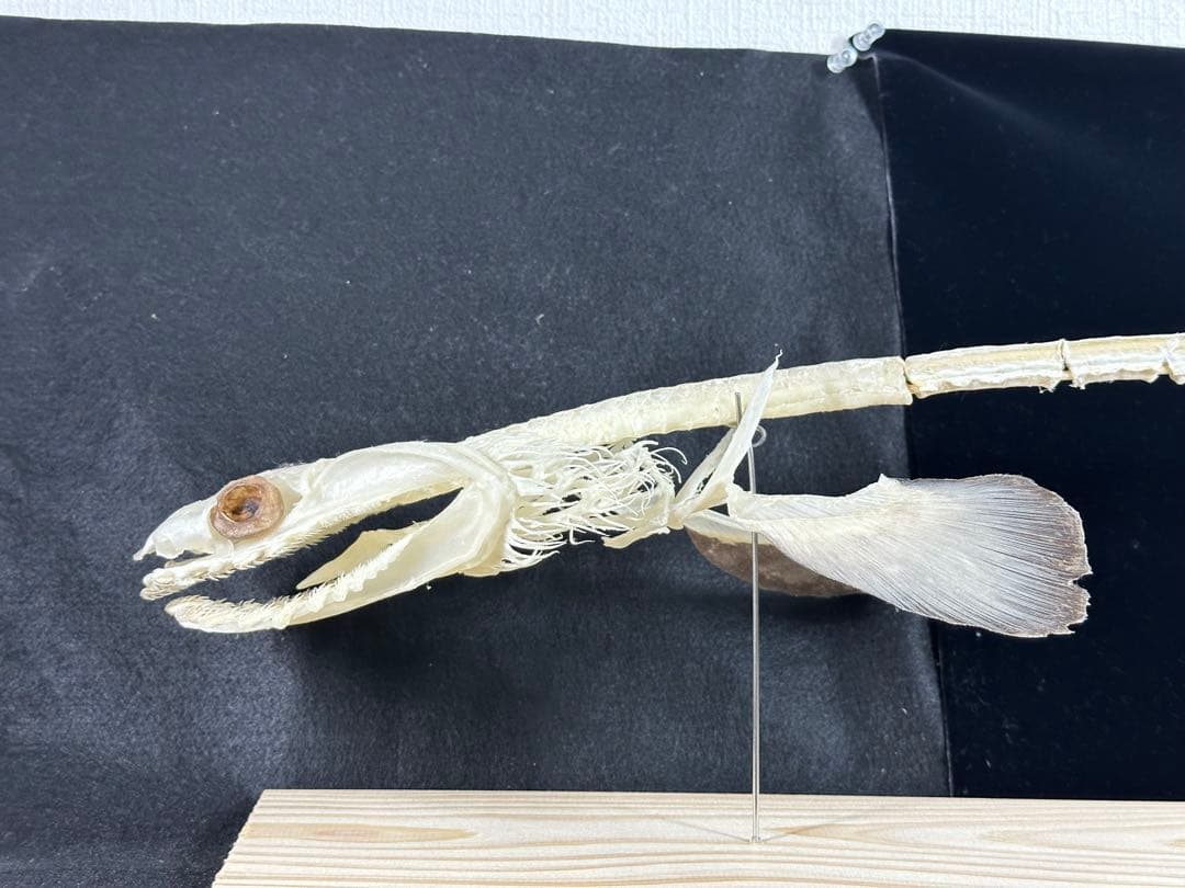 ラブカ 全身骨格