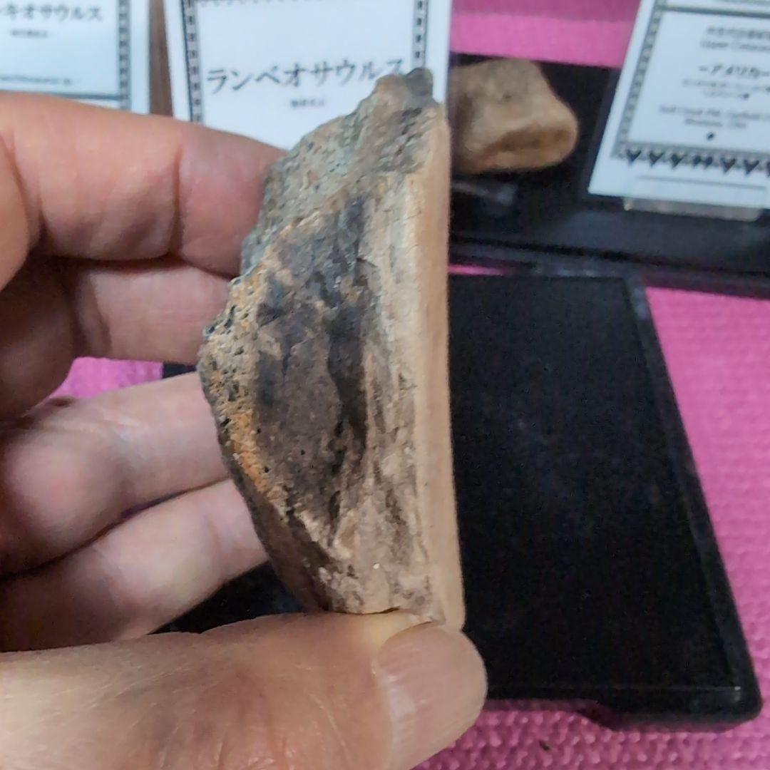 本物　ランベオサウルス　頬骨化石　186グラム　ラベル付き