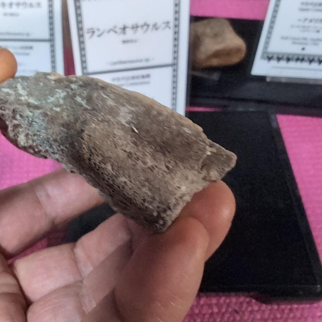 本物　ランベオサウルス　頬骨化石　186グラム　ラベル付き