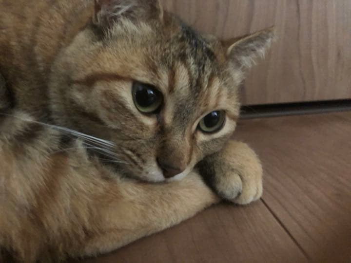 白ママ専用