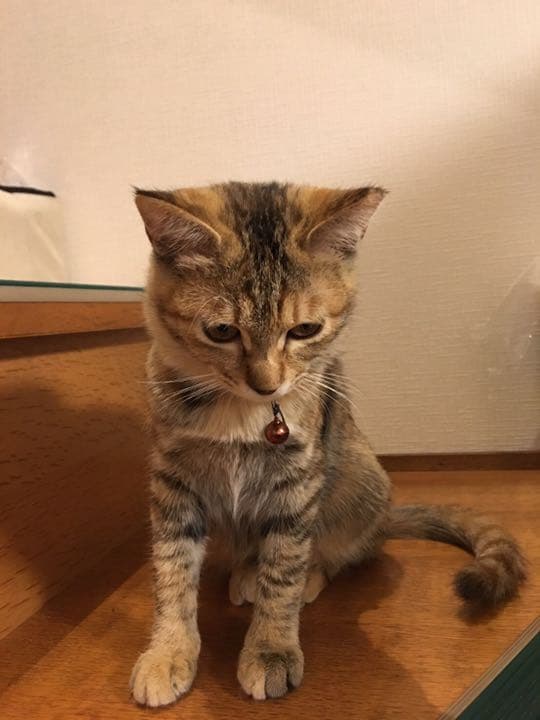 白ママ専用