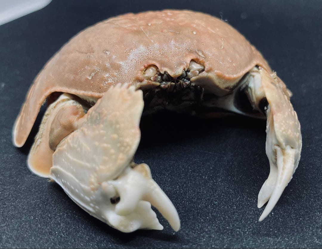 マルソデカラッパ 乾燥標本③カラッパ　カニ 標本