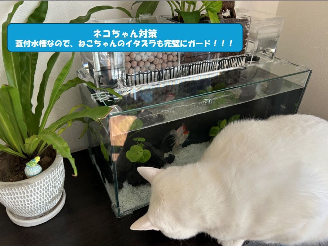 上部濾過槽＋ガラス水槽セット　アクアリウム水槽アクアポニックス仕様上部フィルター
