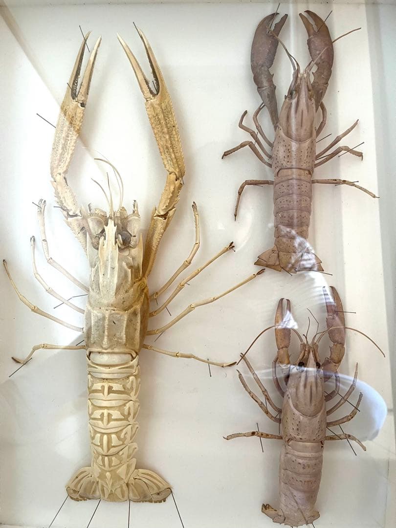 大アカザエビ　ウチダザリガニ 標本3体　ドイツ箱入り