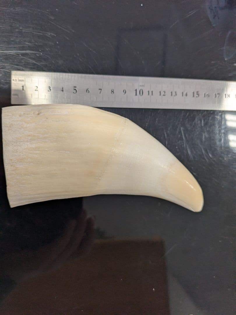 マッコウ鯨歯　本物磨き済み！美品
