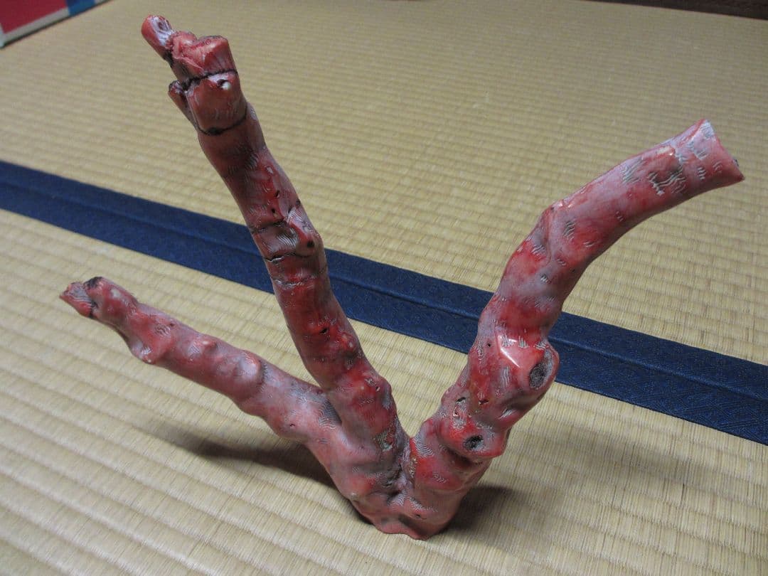 山サンゴ
