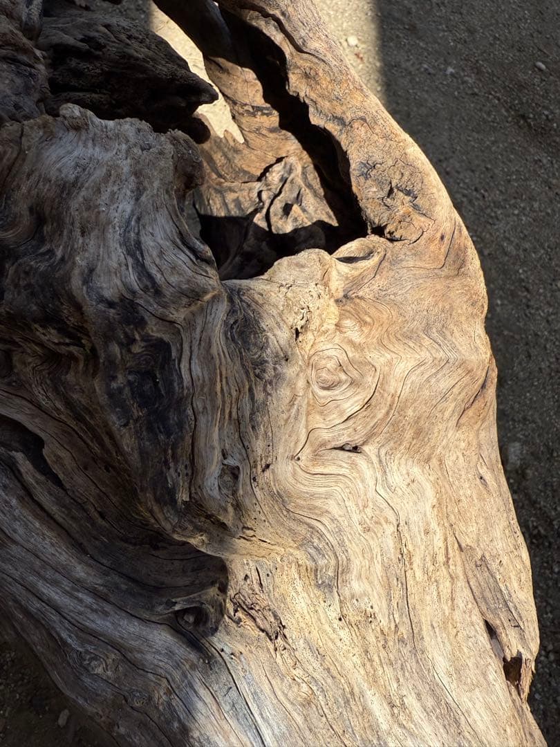 特大流木　流木 レイアウト用品 約143×cm 流木 店舗装飾