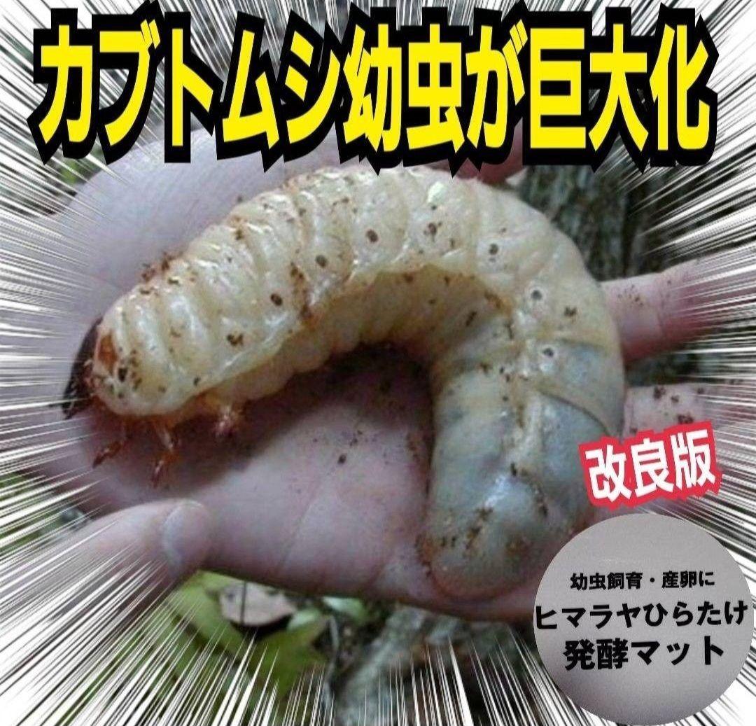 ヒマラヤひらたけ発酵カブトムシマット【60L】雑虫がわかない！幼虫の餌、産卵にも