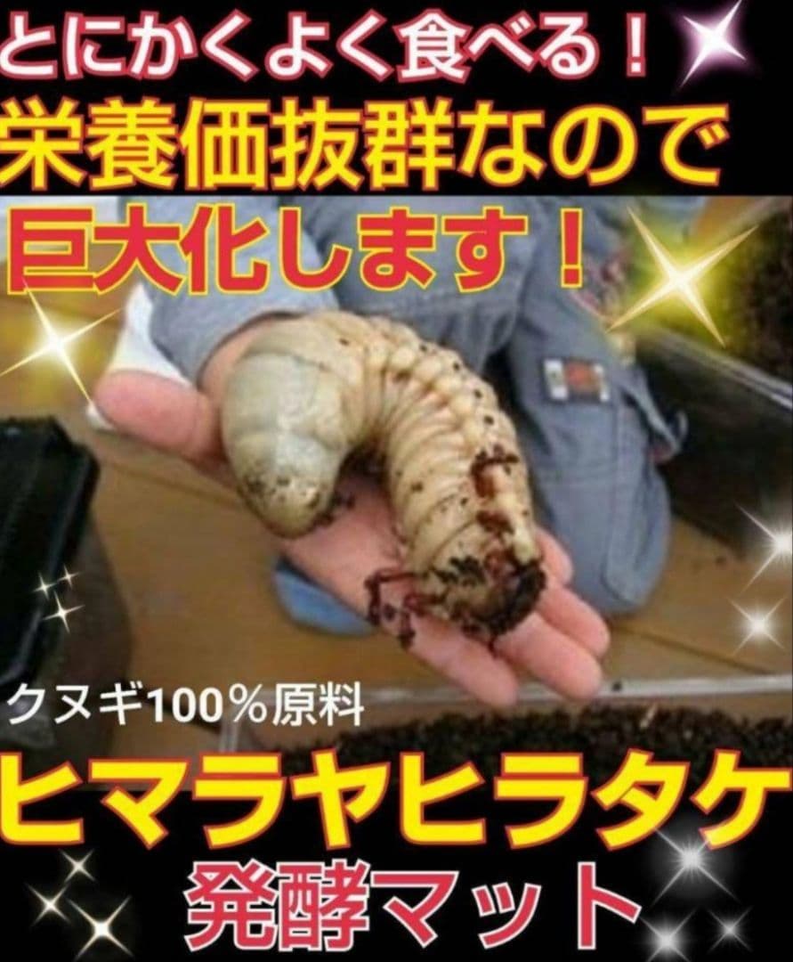 ヒマラヤひらたけ発酵カブトムシマット【60L】雑虫がわかない！幼虫の餌、産卵にも