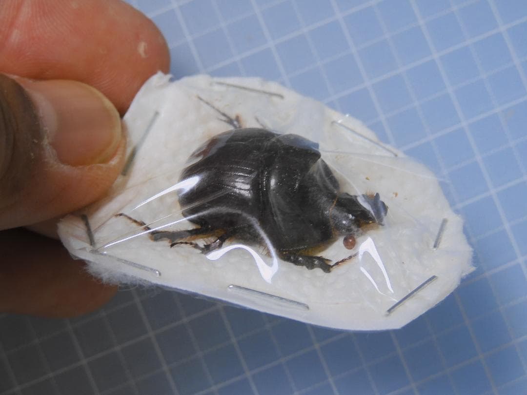 標本 Australia Bolboceratidae sp. 25mm