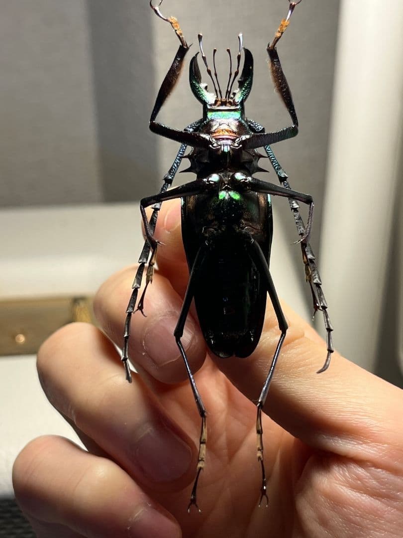 【赤緑】ルリオニカミキリ ムラサキオニノコギリカミキリ 昆虫標本