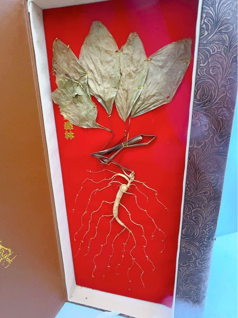 1ADM019 【超希少】野生 山参（サンサム）中国東北部深山 高麗人参