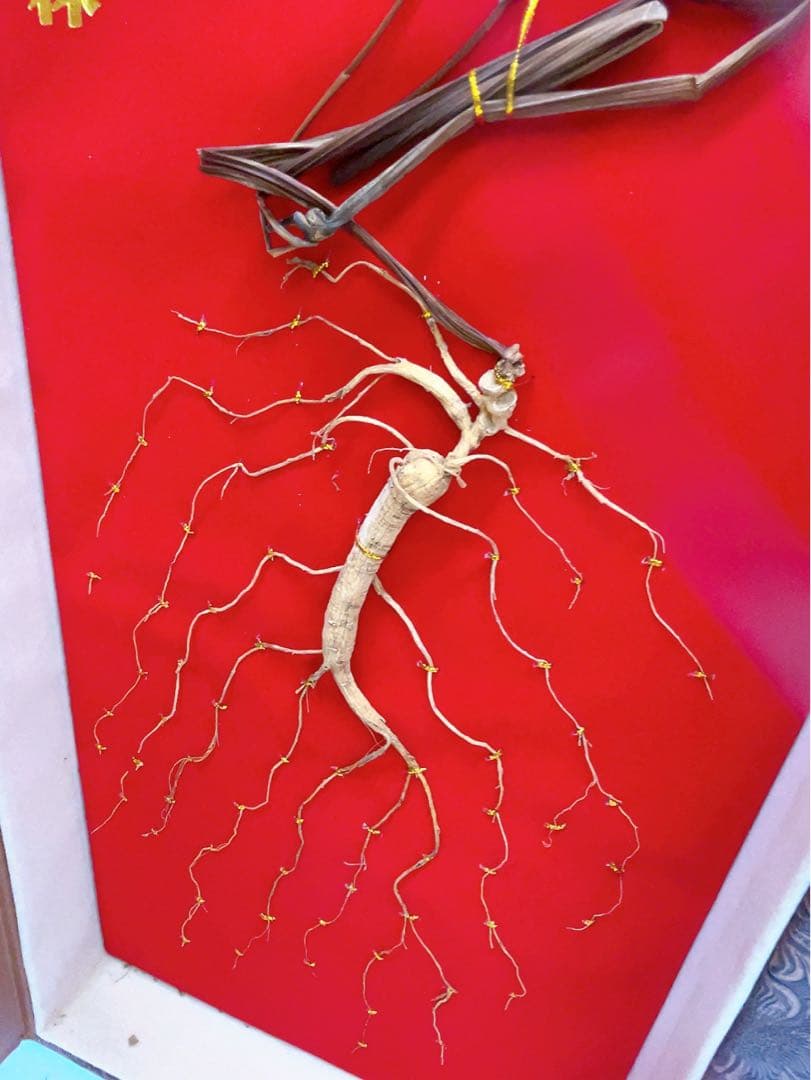 1ADM019 【超希少】野生 山参（サンサム）中国東北部深山 高麗人参