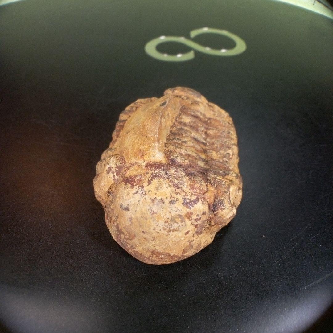 三葉虫　化石　fossil　ボリビア産　trilobite　ノジュール判別②