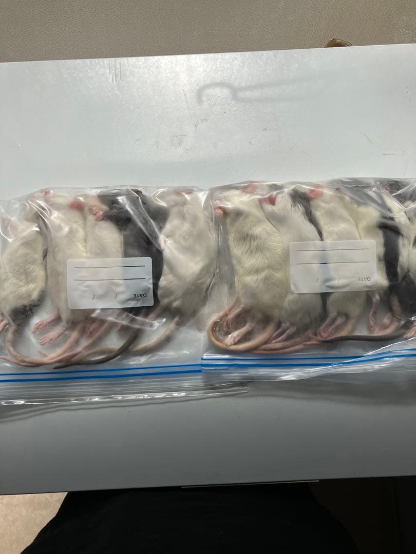 冷凍ラット60g〜70g 50匹セット！