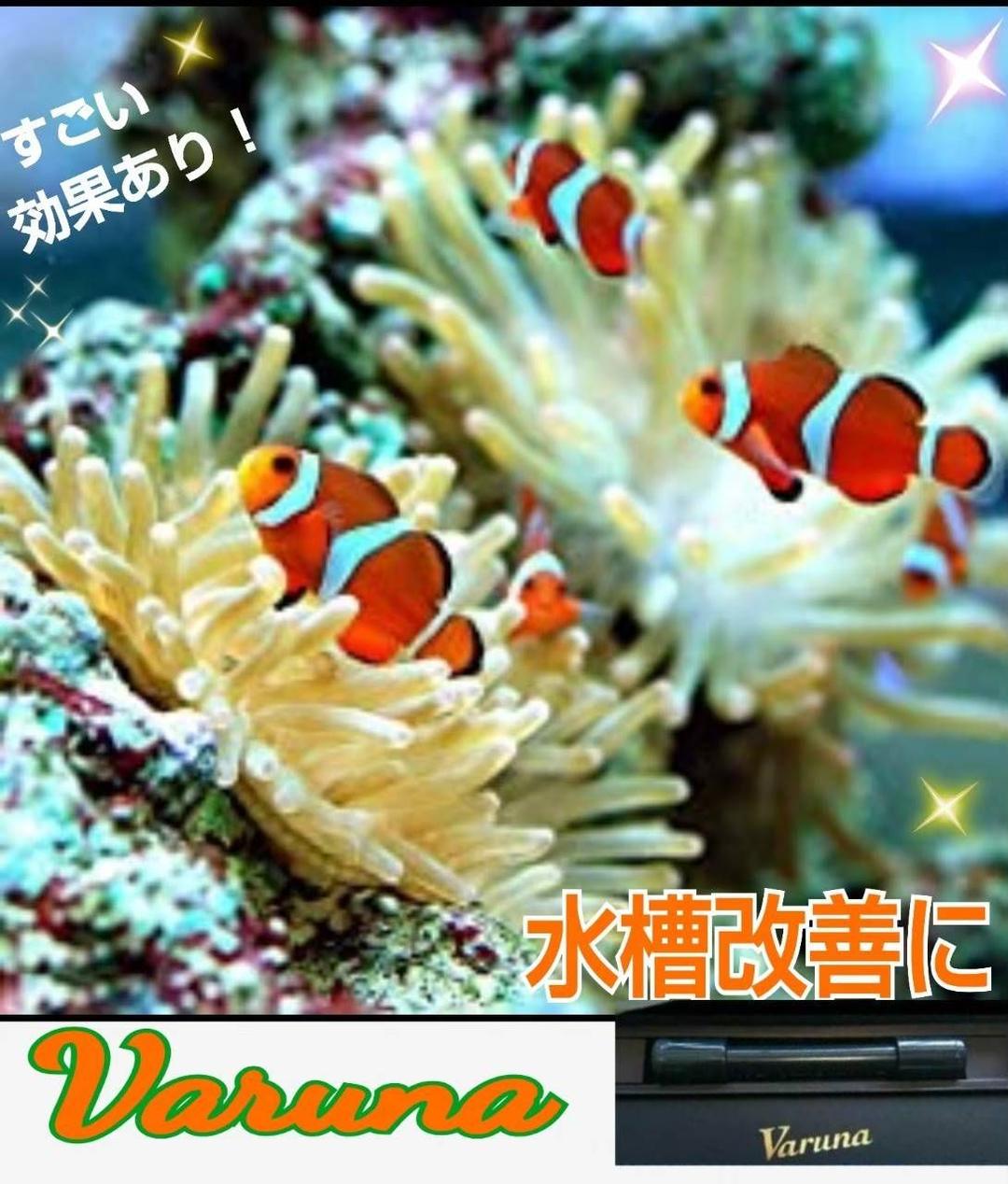 らんちゅうの飼育者絶賛！水槽の水を綺麗に保つ【ヴァルナ】有害物質、病原菌強力抑制