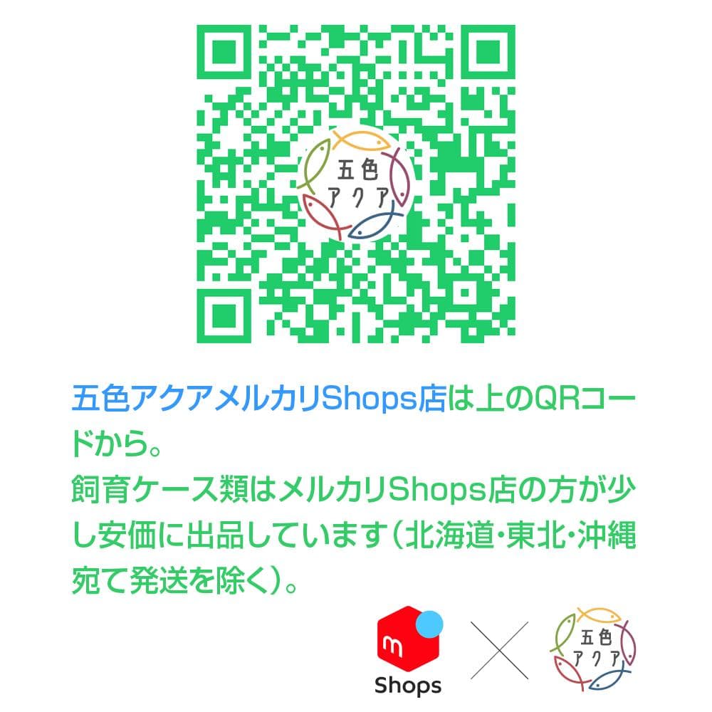 【新仕様】メダカ飼育ケース 75㍑黒x3個 オーバーフロー加工済 金魚飼育容器