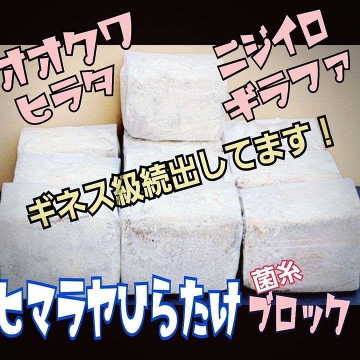 極上！ヒマラヤひらたけ菌糸ブロック【5個】初菌のみ使用！国産オオクワ85ミリ実績