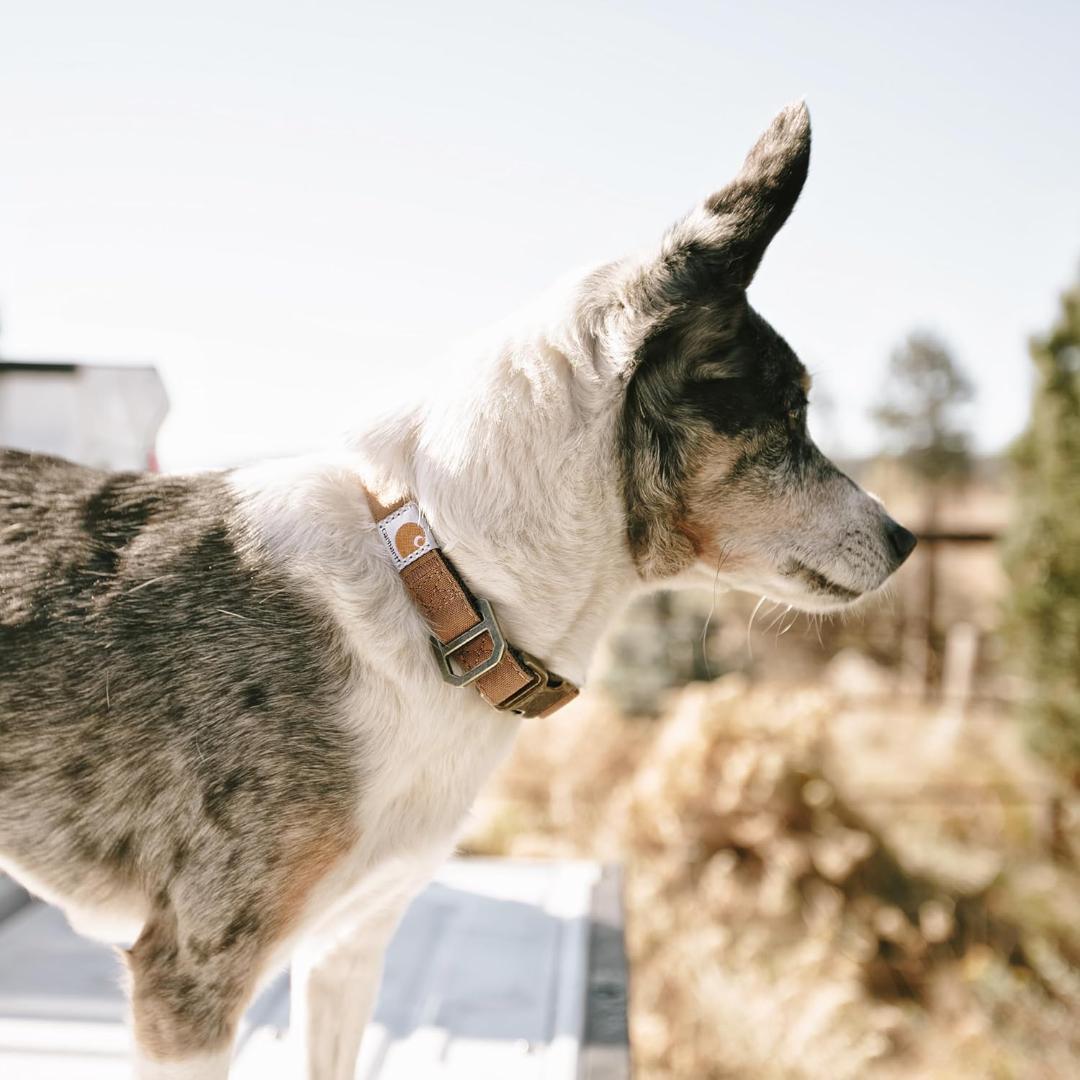 【NEW】Carhartt カーハート リード【L】＆首輪【M】赤ワイン 中型犬