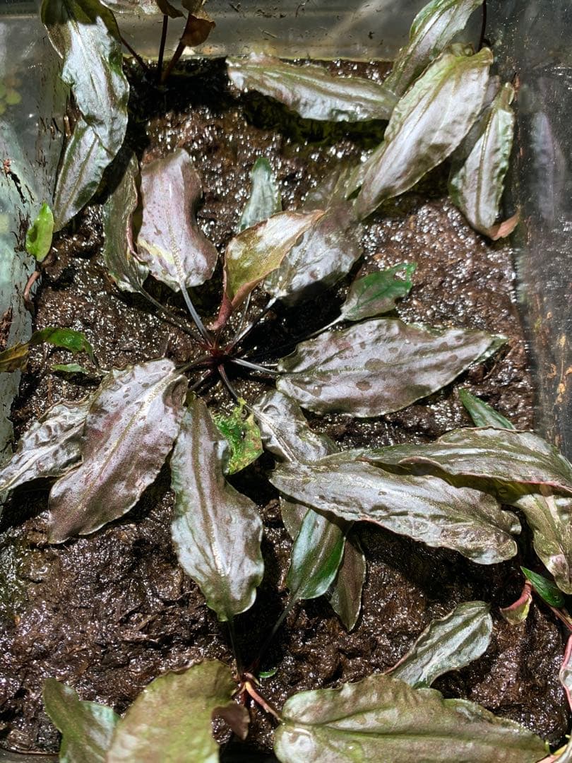 Cryptocoryne grabowskii \"Queen Bee\"クリプト