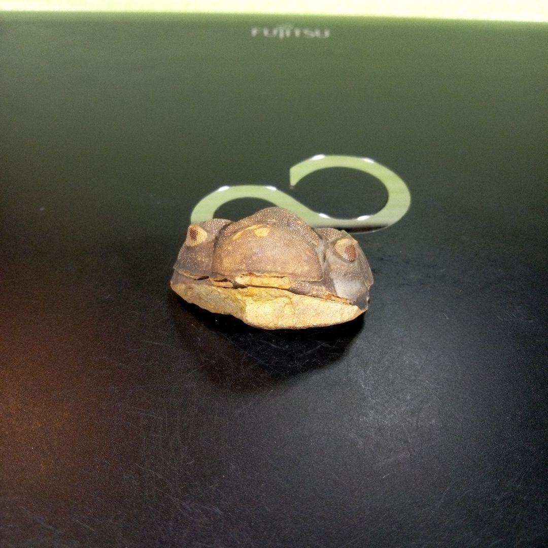 三葉虫　化石　fossil　ボリビア　trilobite　海生動物　三葉虫識別⑤