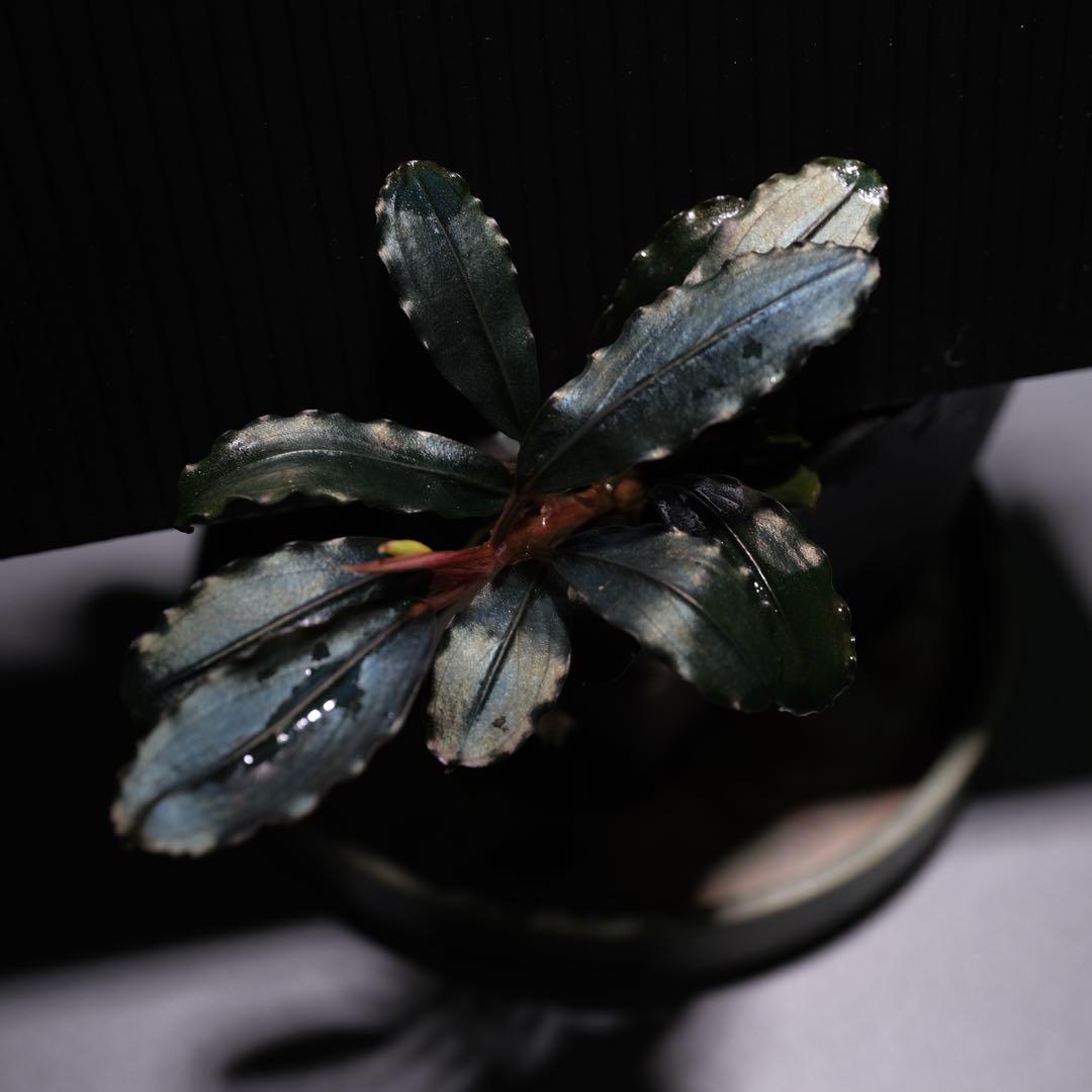 きえぴさんBucephalandra sp. Akantha