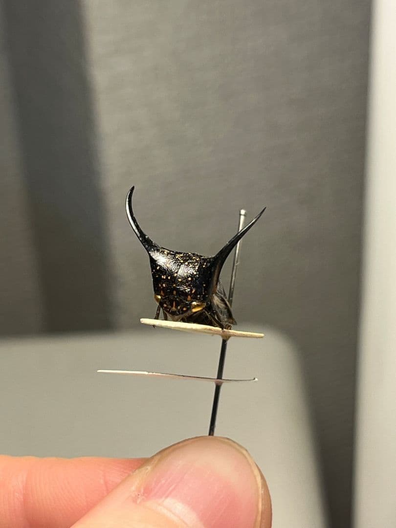 【角蝉最大種】Hemikyptha marginata ツノゼミ セミ ホタ標本