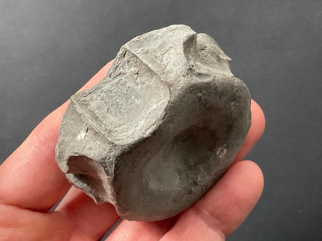 首長竜 化石 プレシオサウルス [PS28] 椎骨 クビナガリュウ 恐竜