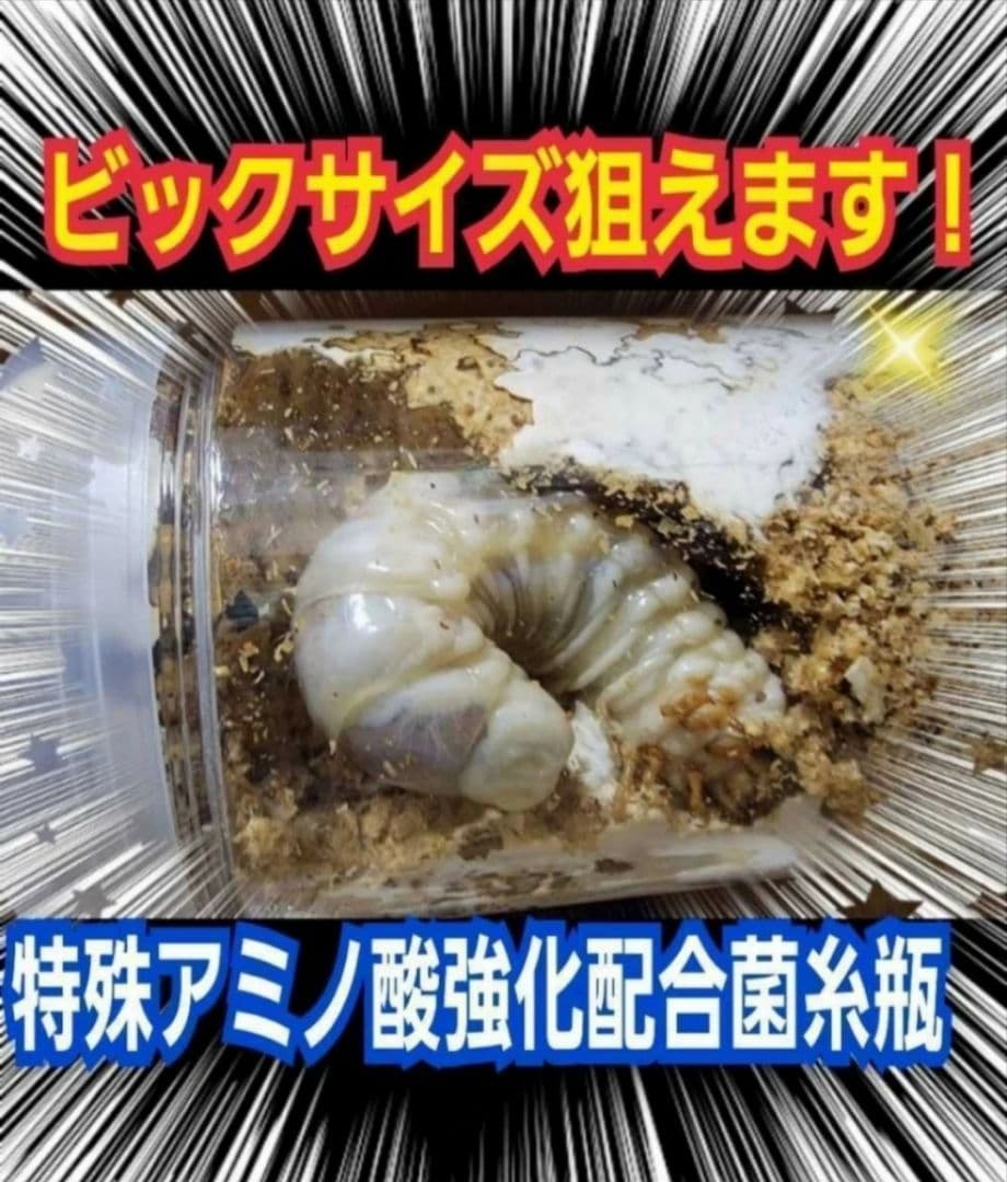 オオヒラタケ菌糸瓶1100ml【８本】特殊アミノ酸強化配合！オオクワガタに抜群！